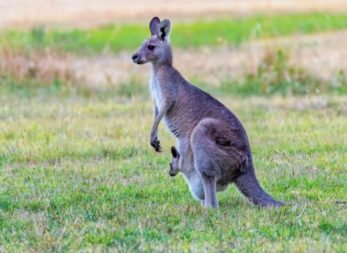 A parent kangaroo with a young kangaroo in its pouch stands on grass.